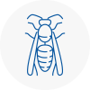 Great Linford Wasp Nest Removal